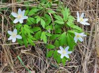 Sasanka hajní (Anemone nemorosa)