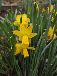 Narcis žlutý (Narcissus pseudonarcissus)