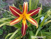 Denivka 'Resplendent' (Hemerocallis)