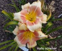 Denivka 'Hello Screamer' (Hemerocallis)