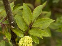 Red-berried Elder (Sambucus racemosa)