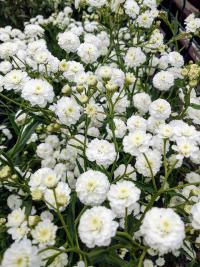 Řebříček bertrám (Achillea ptarmica)